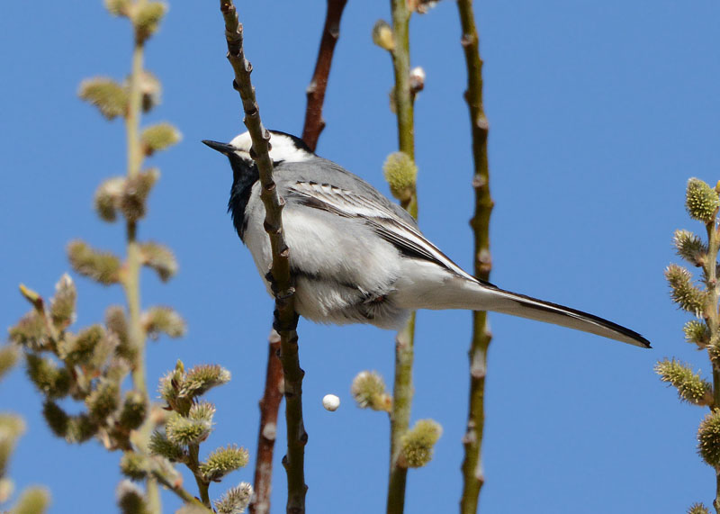 Ballerina bianca, Motacilla alba